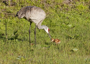 Adult Sandhill crane with day old chick, Grus canadensis, Florida Adult Sandhill crane with day old chick, Grus canadensis, Florida