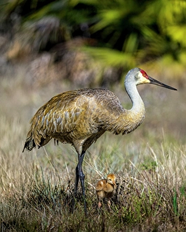 Images Dated 2025: An adult sandhill crane with young colt look for bugs to eat