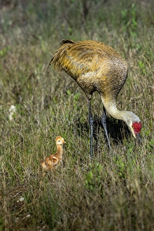 Images Dated 2025: An adult sandhill crane with young colt look for bugs to eat