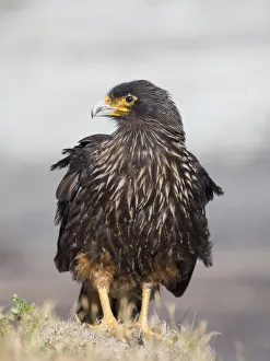 Malvinas Prints: Adult striated caracara, protected, endemic to the Falkland Islands