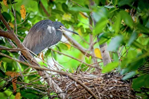 Wading Bird Prints: Adult tri-colored heron