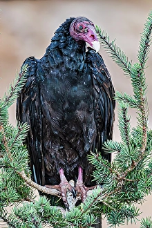 Michael Schertz Prints: Adult turkey vulture in Mesa Verde National Park
