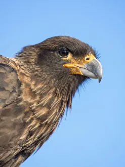 Falcon Prints: Adult with typical yellow skin in face. Striated Caracara or Johnny Rook, protected