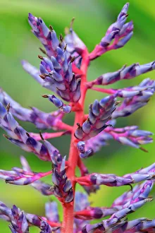 Bromeliad Prints: Aechmea bracteata, bromeliad