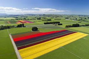 Growing Prints: Aerial of colorful tulip fields, Edendale, Southland, South Island, New Zealand