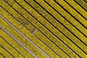 Images Dated 31st October 2017: Aerial of colorful tulip fields, Edendale, Southland, South Island, New Zealand