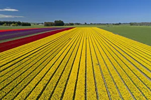 Images Dated 31st October 2017: Aerial of colorful tulip fields, Edendale, Southland, South Island, New Zealand