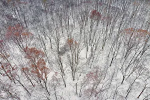 Richard And Susan Day Prints: Aerial of forest after snowfall, Marion County, Illinois
