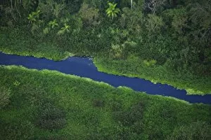 aerial image of tropical forest in the Panama Canal Zone, Panama