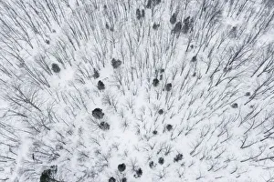 Nature Prints: Aerial of snow-covered woods Stephen A. Forbes State Park, Marion County, Illinois