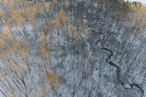 Nature Prints: Aerial of snowy trees, Marion County, Illinois
