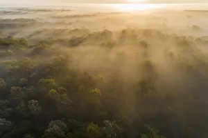 Images Dated 27th August 2020: Aerial sunrise over forest covered with fog in spring Marion County, Illinois