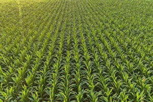 Images Dated 9th June 2021: Aerial view of corn field, Marion County, Illinois