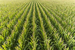Images Dated 9th June 2021: Aerial view of corn field, Marion County, Illinois