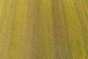 Harvest Prints: Aerial view of corn field near harvest time, Marion County, Illinois