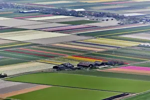 Farmhouse Prints: Aerial view of flower field patterns surrounding Amsterdam, Holland