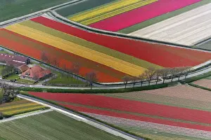 Images Dated 27th April 2008: Aerial view of flower field patterns surrounding Amsterdam, Holland