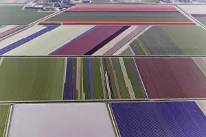 Images Dated 27th April 2008: Aerial view of flower field patterns surrounding Amsterdam, Holland