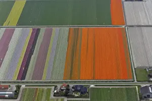Images Dated 27th April 2008: Aerial view of flower field patterns surrounding Amsterdam, Holland