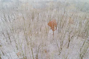 Kinmundy Prints: Aerial view of a fresh snow over the forest, Marion County, Illinois