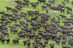 Southern Africa Prints: An aerial view of a herd of African buffalo, Syncerus caffer. Okavango Delta, Botswana