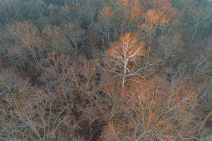 Prints of Aerial view of lone Sycamore tree in winter woods, Marion County, Illinois Images Dated 2020 May: Aerial view of lone Sycamore tree in winter woods, Marion County, Illinois