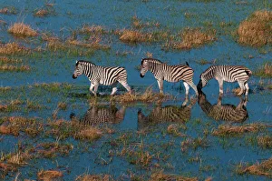 Flood Plain Prints: Aerial view of plains zebras, Equus quagga