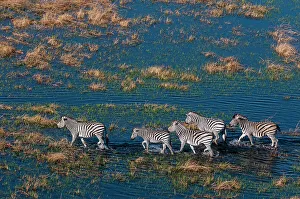 An aerial view of plains zebras, Equus quagga, walking in a flood plain. Okavango Delta, Botswana