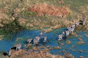 Flood Plain Prints: Aerial view of plains zebras, Equus quagga