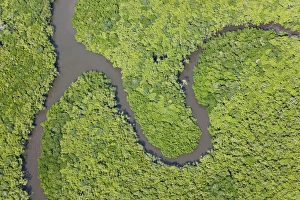 Winding Prints: Aerial view of rain forest, Daintree River, Daintree National Park, Queensland Australia