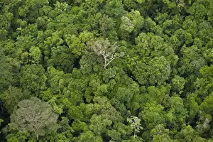 Images Dated 15th December 2009: Aerial View of Rainforest Iwokrama Reserve GUYANA South America