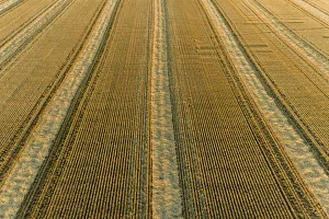 Straw Prints: Aerial view of rows of wheat straw before baling, Marion County, Illinois
