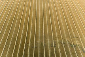 Images Dated 9th June 2021: Aerial view of rows of wheat straw before baling, Marion County, Illinois