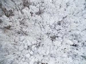 Aerial view of snow-covered trees, Marion County, Illinois