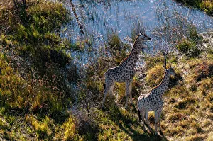 Giraffe Prints: An aerial view of two southern giraffes, Giraffa camelopardalis. Okavango Delta, Botswana