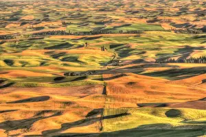 Barley Prints: Aerial view of Summer Wheat, Barley and Lentil Fields from atop Steptoe Butte Park