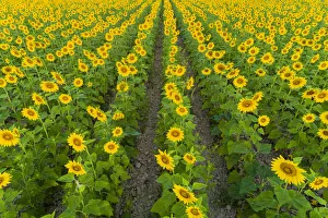 Jasper County Prints: Aerial view of sunflower field Sam Parr State Park, Jasper County, Illinois