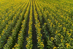 Images Dated 29th May 2020: Aerial view of sunflower field Sam Parr State Park, Jasper County, Illinois