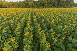 Jasper County Prints: Aerial view of a Sunflower field at sunrise, Jasper County, Illinois