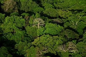 aerial view of tropical lowland forest in Soberania National Park, Panama