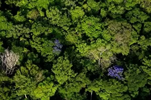 Images Dated 7th March 2007: aerial view of tropical lowland forest in Soberania National Park, Panama, canopy