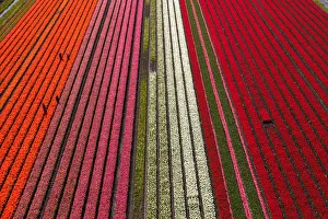 Industry Prints: Aerial view of the tulip fields in North Holland, Netherlands
