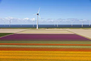 Images Dated 3rd May 2016: Aerial view of the tulip fields in North Holland, Netherlands