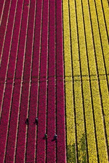 Images Dated 3rd May 2016: Aerial view of the tulip fields in North Holland, Netherlands