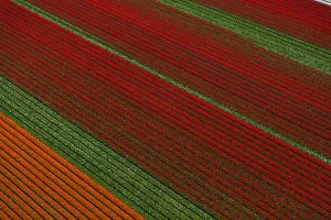 Images Dated 3rd May 2016: Aerial view of the tulip fields in North Holland, Netherlands