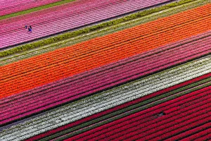 Aerial view of the tulip fields in North Holland, Netherlands