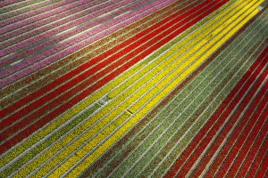 Images Dated 3rd May 2016: Aerial view of the tulip fields in North Holland, Netherlands