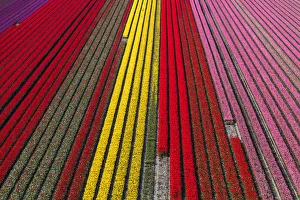Images Dated 4th May 2016: Aerial view of the tulip fields in North Holland, Netherlands