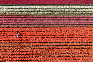 Images Dated 3rd May 2016: Aerial view of the tulip fields in North Holland, Netherlands