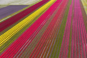 Aerial view of the tulip fields in North Holland, Netherlands